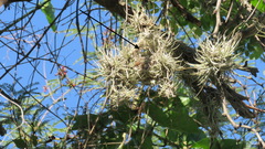 Tillandsia recurvata