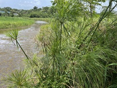 Cyperus giganteus