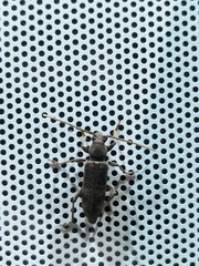 Trichoferus campestris