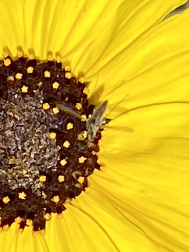 iNaturalist observation photo of Flies