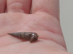 Terebrinae