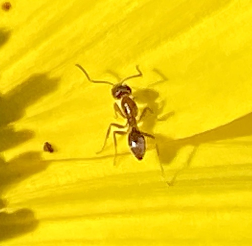 iNaturalist observation photo of Argentine Ant