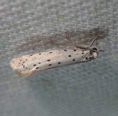 Yponomeuta malinellus