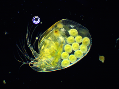 Simocephalus vetulus