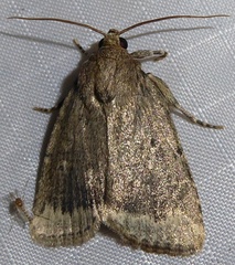 Amphipyra glabella