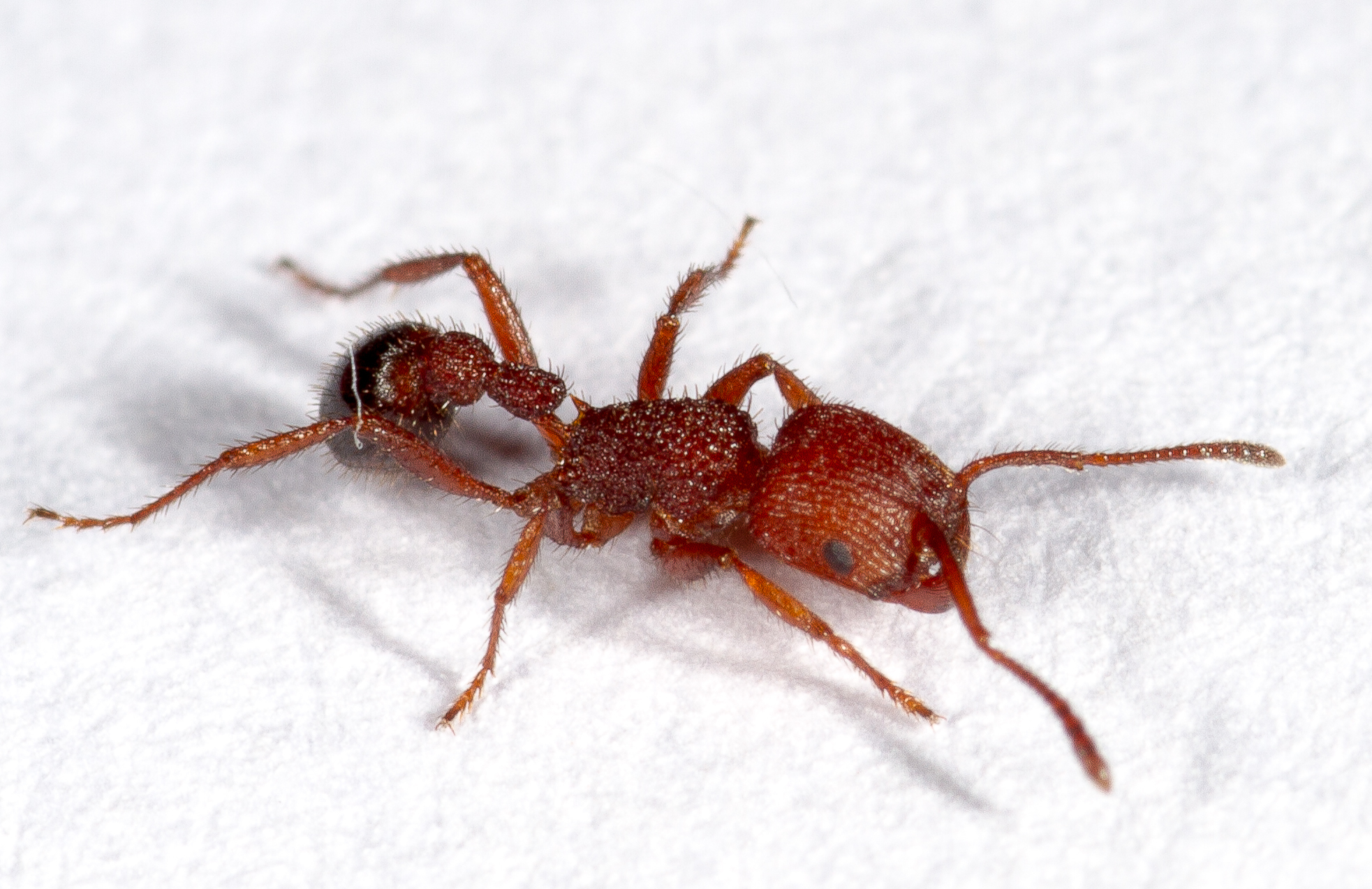 Pogonomyrmex naegelii