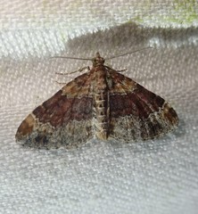 Xanthorhoe spadicearia