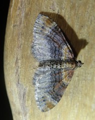 Xanthorhoe spadicearia