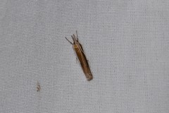 Crambus praefectellus