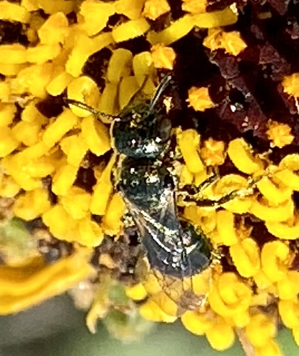 iNaturalist observation photo of Zadontomerus