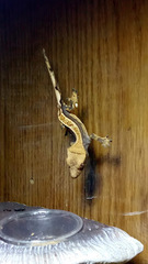 Correlophus ciliatus