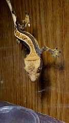 Correlophus ciliatus
