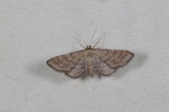 Idaea infirmaria