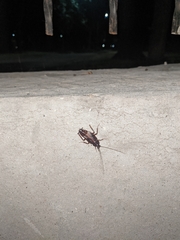 Blatta orientalis