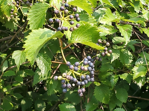 Viburnum recognitum
