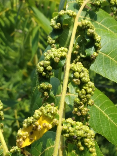 California Black Walnut Pouch Gall Mite