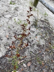 Hypericum cistifolium