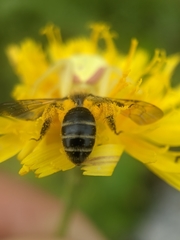 Cnemidandrena