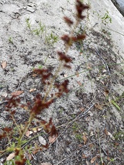 Hypericum cistifolium