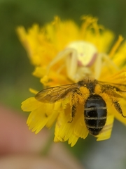 Cnemidandrena
