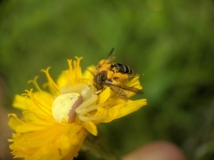 Cnemidandrena