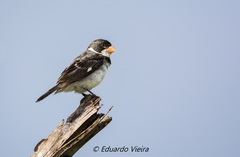 Sporophila albogularis