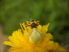 Cnemidandrena