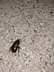 Blatta orientalis