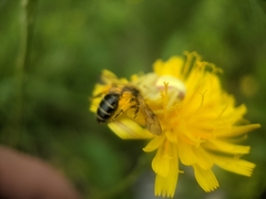 Cnemidandrena