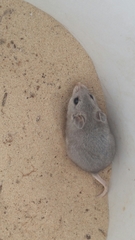 Chihuahuan Grasshopper Mouse photo 2