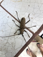 Susuacanga stigmatica