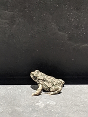 Bufotes viridis viridis