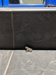 Bufotes viridis viridis