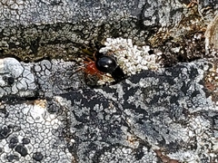 Hypselistes jacksoni