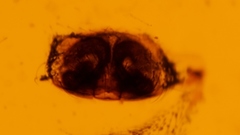 Hypselistes jacksoni