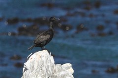 Phalacrocorax neglectus
