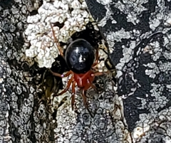 Hypselistes jacksoni