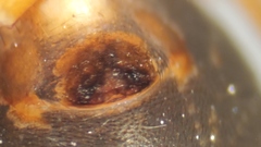 Hypselistes jacksoni