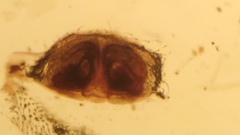 Hypselistes jacksoni