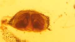 Hypselistes jacksoni