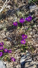 Crocus vernus