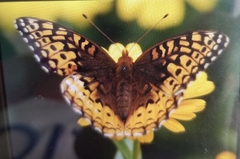 Speyeria cybele pseudocarpenteri