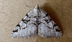 Macaria bitactata