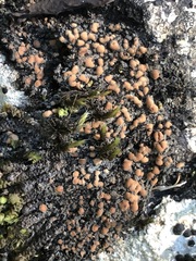 Fuscopannaria praetermissa