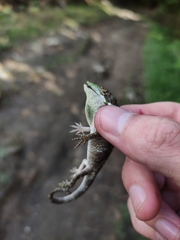 Quimbaya Anole