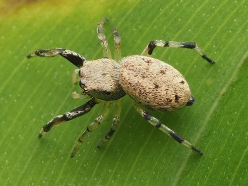 jumping spiders