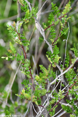 Zanthoxylum fagara