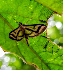 Perisyntrocha anialis