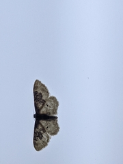 Idaea rusticata