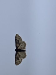 Idaea rusticata